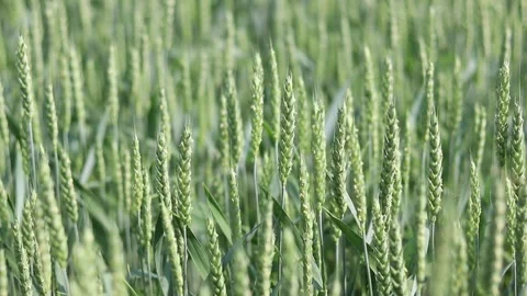 Ears of unripe wheat with selective focus. Green wheat Stock Footage 310883368