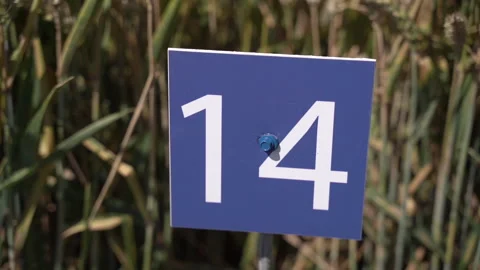Ears of varietal wheat. Slow motion Stock Footage 163312350