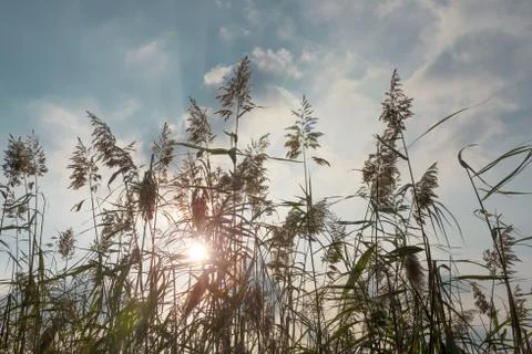 Ears waving in backlight. 스톡 사진