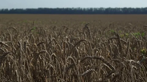 The ears of wheat 21 Stock Footage 74448421