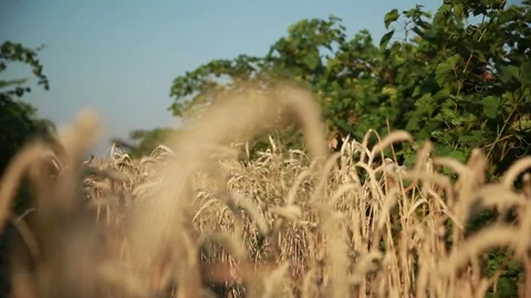 Ears of wheat 31 Stock Footage 74449636