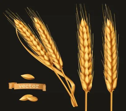 Ears of wheat. 3d vector icon set on black Stock Illustration