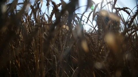 The ears of wheat 5 Stock Footage 74445894