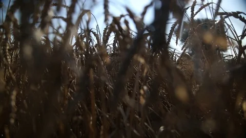 The ears of wheat 7 Stock Footage 74445967