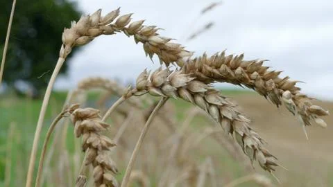Ears of wheat after rain Stock Photos