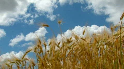 Ears of wheat against the backdrop of blue sky Stock Footage 478122