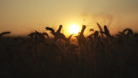 Ears of wheat against the backdrop of the setting sun Stock Footage 263297966