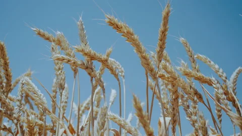Ears of wheat against the sky Stock Footage 155554968