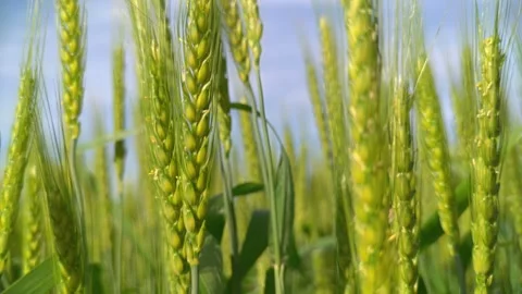Ears of wheat and blue sky swaying in the wind Tilt-up Stock Footage 281278468