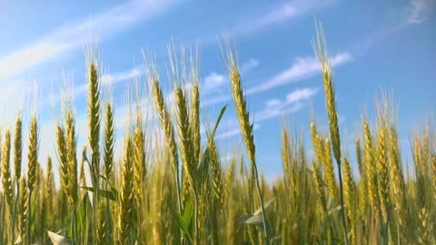 Ears of wheat and blue sky in the wind FIX Stock Footage 281279621