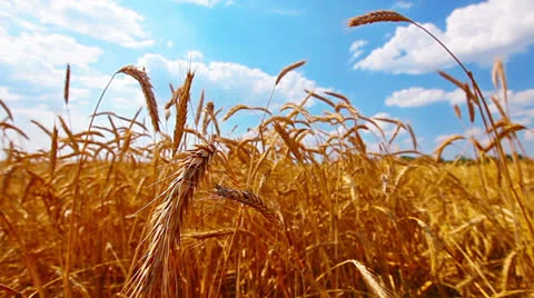 Ears of wheat and cloudy sky Stock Footage 25517728