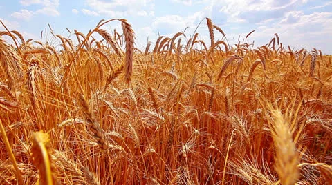 Ears of wheat and cloudy sky Stock Footage 25518777