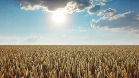 Ears of wheat and cloudy sky Stock Footage 33369486