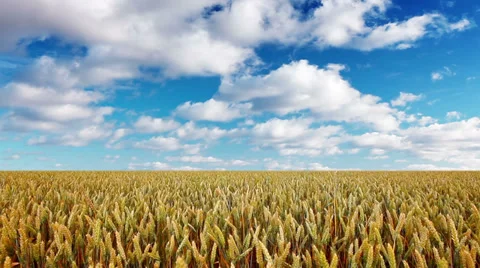 Ears of wheat and cloudy sky Stock Footage 35593164