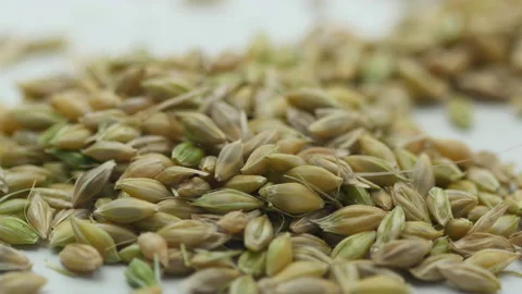 Ears wheat and grains on white 库存影片 162642589
