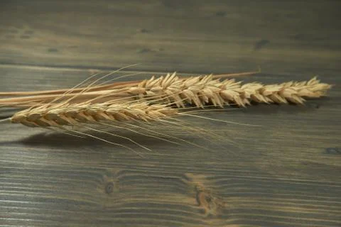 Ears of wheat and rye on rustic wood background Stock Photos