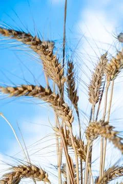 Ears of wheat, and the sky as a background. Stock Photos