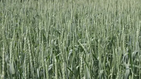 Ears of Wheat Are Mowing in the Wind. Agricultural Industry. Stock Footage 197334915