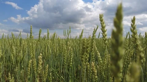 Ears of wheat are swayed by the wind in summer. Stock Footage 300531764