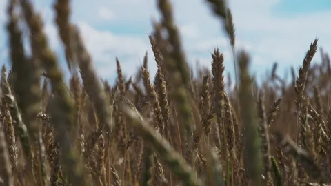 Ears of wheat are swaying in the wind Stock Footage 236603096