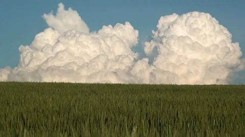 Ears of wheat on a background beautiful sky with clouds Stock Footage 32905881