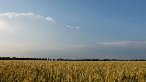 Ears of wheat on a background of blue sky and clouds Stock Footage 102482726