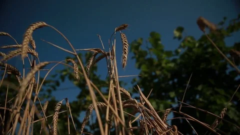 Ears of wheat in the background in the defocusing vine and blue sky Stock Footage