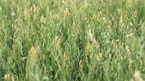 Ears of wheat background Stock Footage 52922085