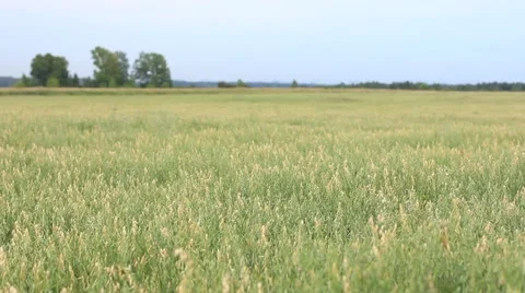 Ears of wheat background Stock Footage 52922099