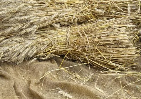 Ears of wheat on a background of raw jute fabric Photos