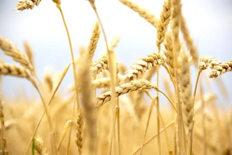 Ears of wheat on the background of the sky. Wheat harvest. Stock Photos