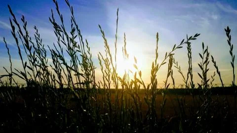 Ears of wheat on a background sunset Stock Photos