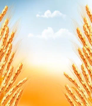 Ears of wheat background. vector. Stock Illustration