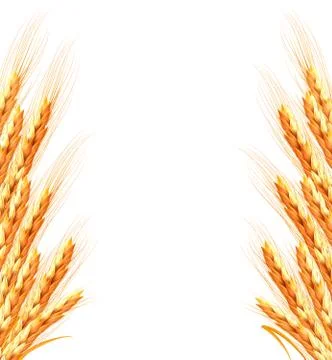 Ears of wheat background. vector illustration Stock Illustration