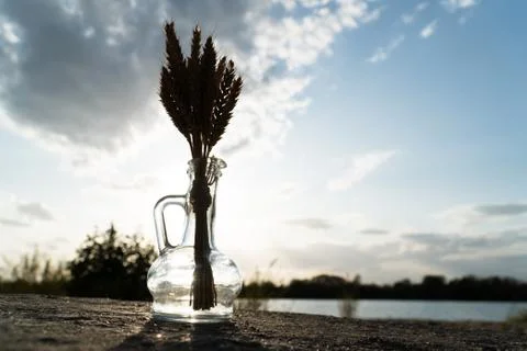 Ears of wheat in backlight Stock Photos