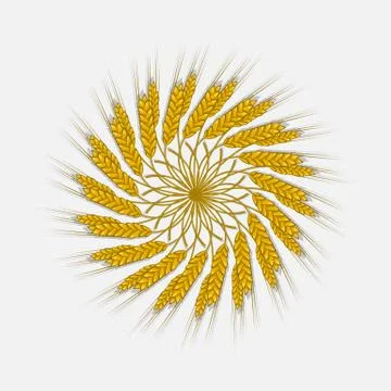 Ears of wheat, barley or rye are woven into one bundle Stock Illustration