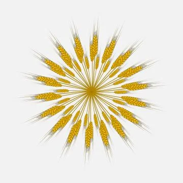 Ears of wheat, barley or rye are woven into one bundle Illustrazione stock