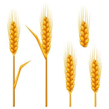 Ears of wheat, barley or rye. Agricultural image for decoration bread packaging Stock Illustration