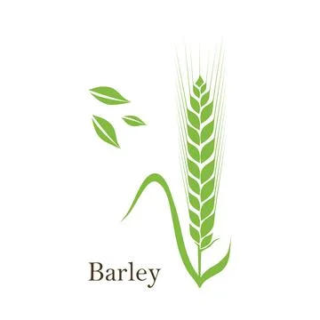 Ears of Wheat, Barley or Rye vector visual graphic icons, ideal for bread pac Stock Illustration
