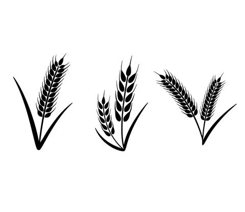 Ears of Wheat, Barley or Rye. Vector graphic icons, ideal for bread packaging Stock Illustration