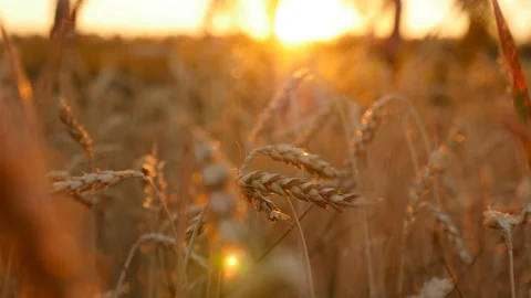 Ears of wheat. Beautiful golden field. Close-up. Camera movement across the Stock Footage 119842053