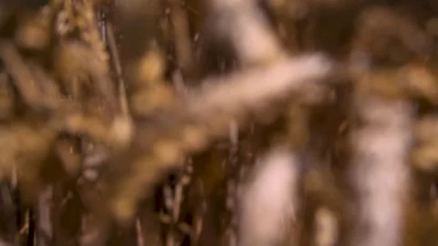 Ears of wheat bending in the breeze Stock Footage 247011757