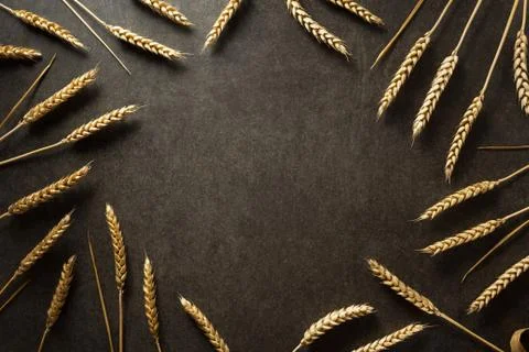 Ears of wheat on  black background Stock Photos
