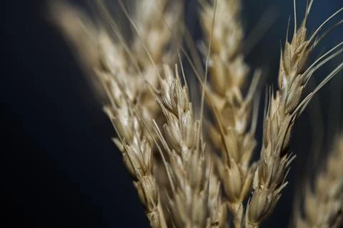 Ears of wheat on a black background Stock-Fotos