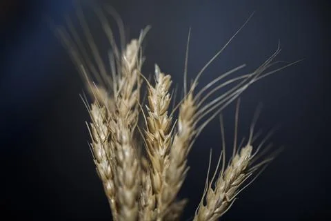 Ears of wheat on a black background Stock Photos