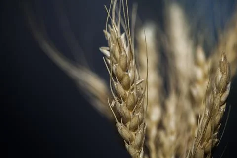 Ears of wheat on a black background Stock Photos