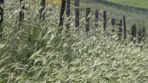Ears of wheat blowing in cultivated fields Stock Footage 110904590