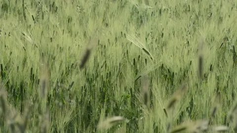 Ears of wheat blowing in the wind in a cultivated field1 Stock Footage 196170103