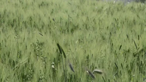 Ears of wheat blowing in the wind in a cultivated field Stock Footage 196170105