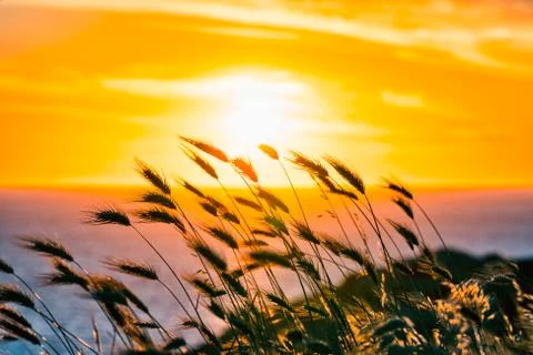 Ears of wheat blowing in the wind during sunset Stock Photos